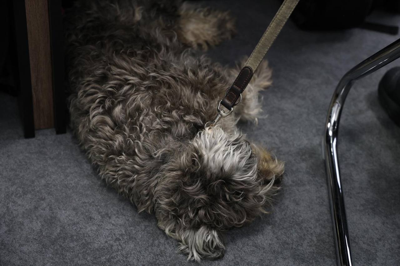 У НАВС відбувся тренінг з безбар’єрності та інклюзивної комунікації для представників системи МВС